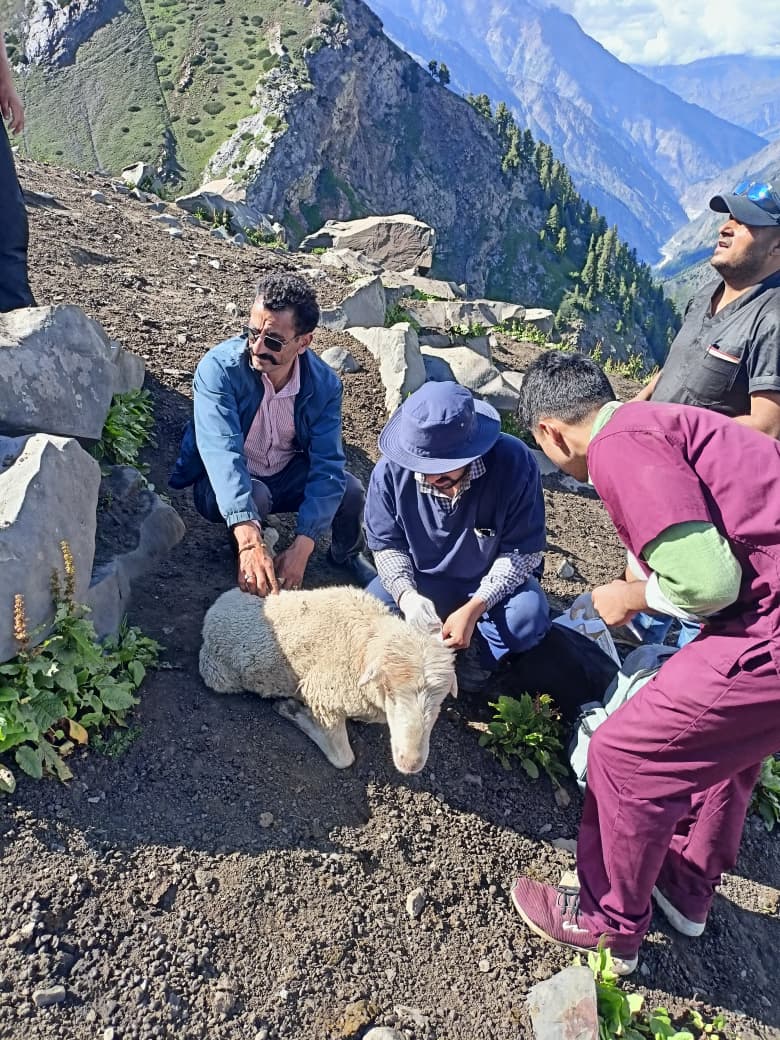 Veterinarians treating sheep