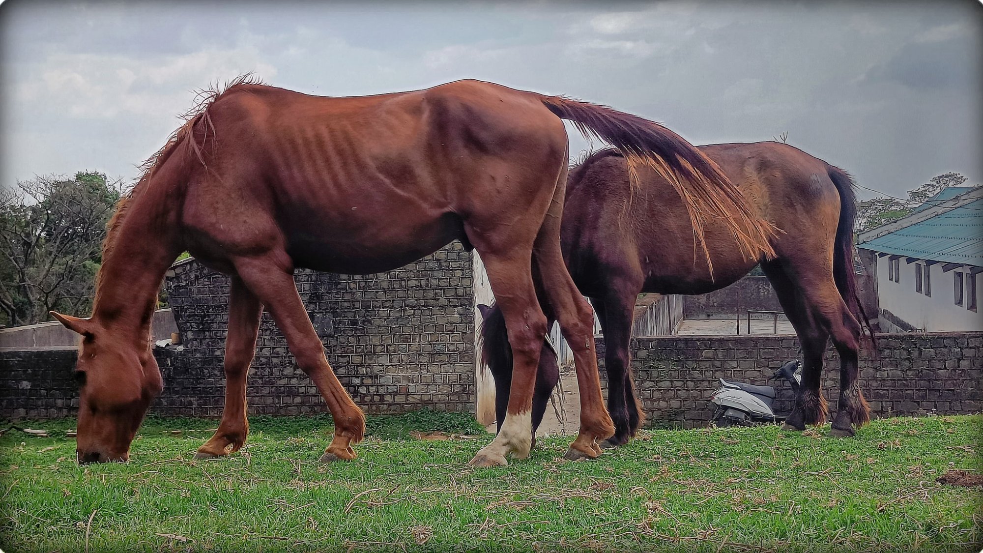 Young lamb in Lahaul Valley
