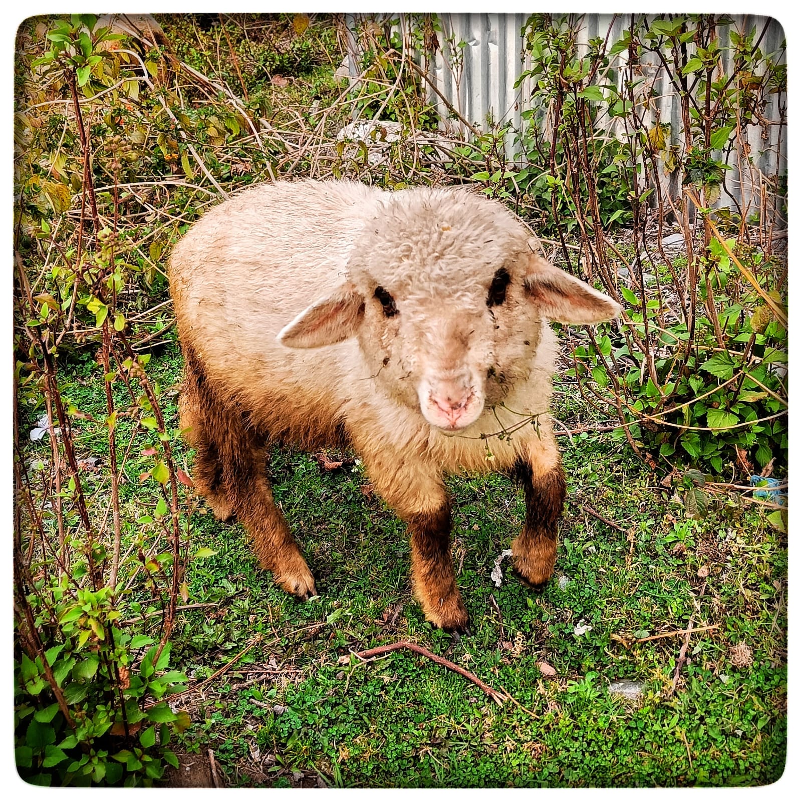 Team sharing tea at shepherd shelter in mountains