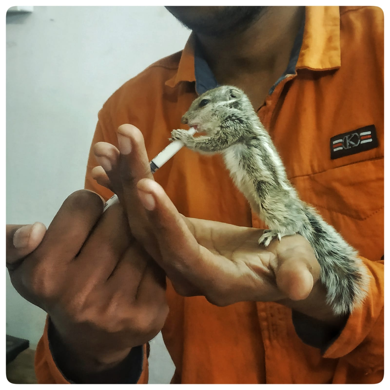Squirrel being treated