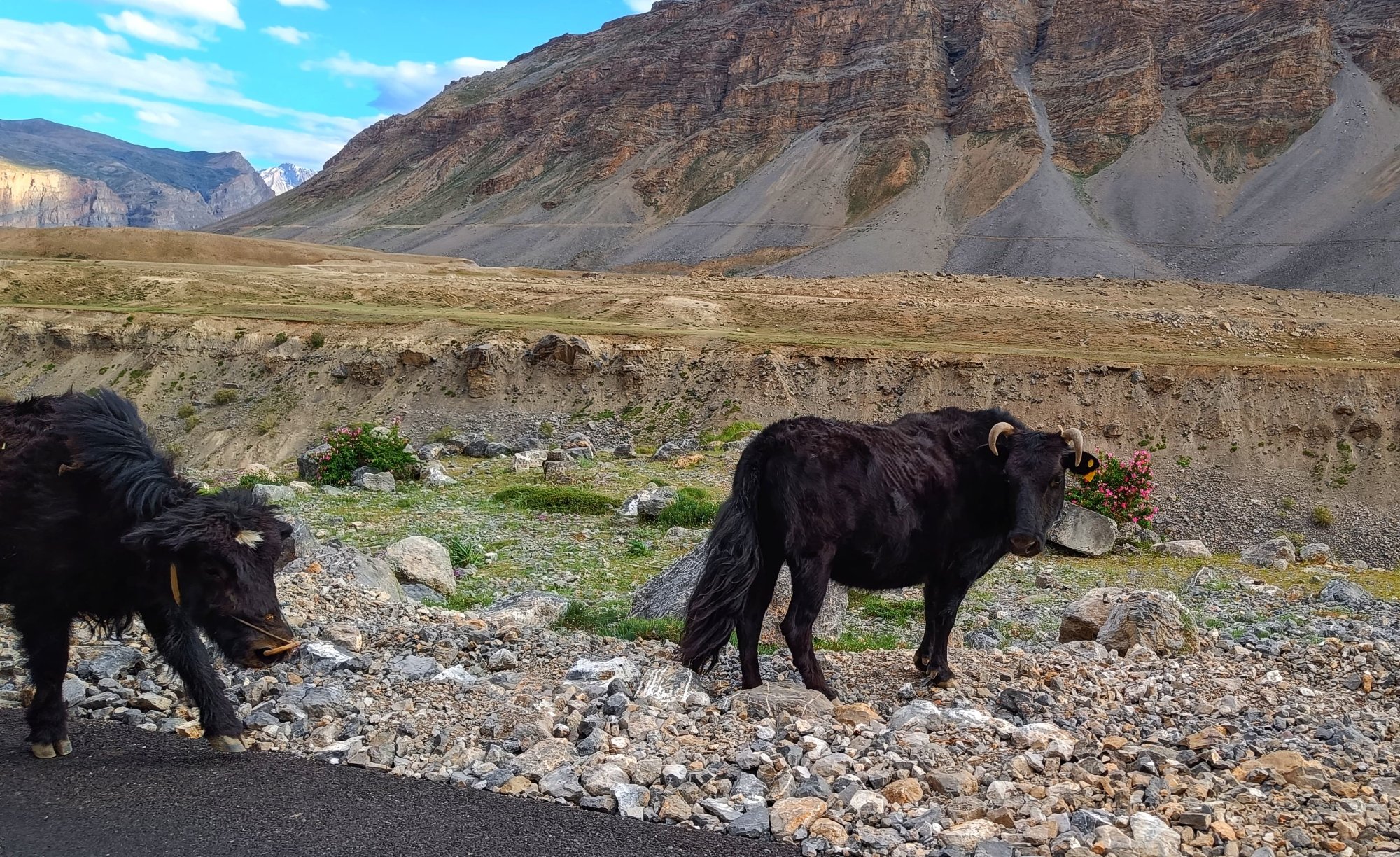 Mountain dog resting