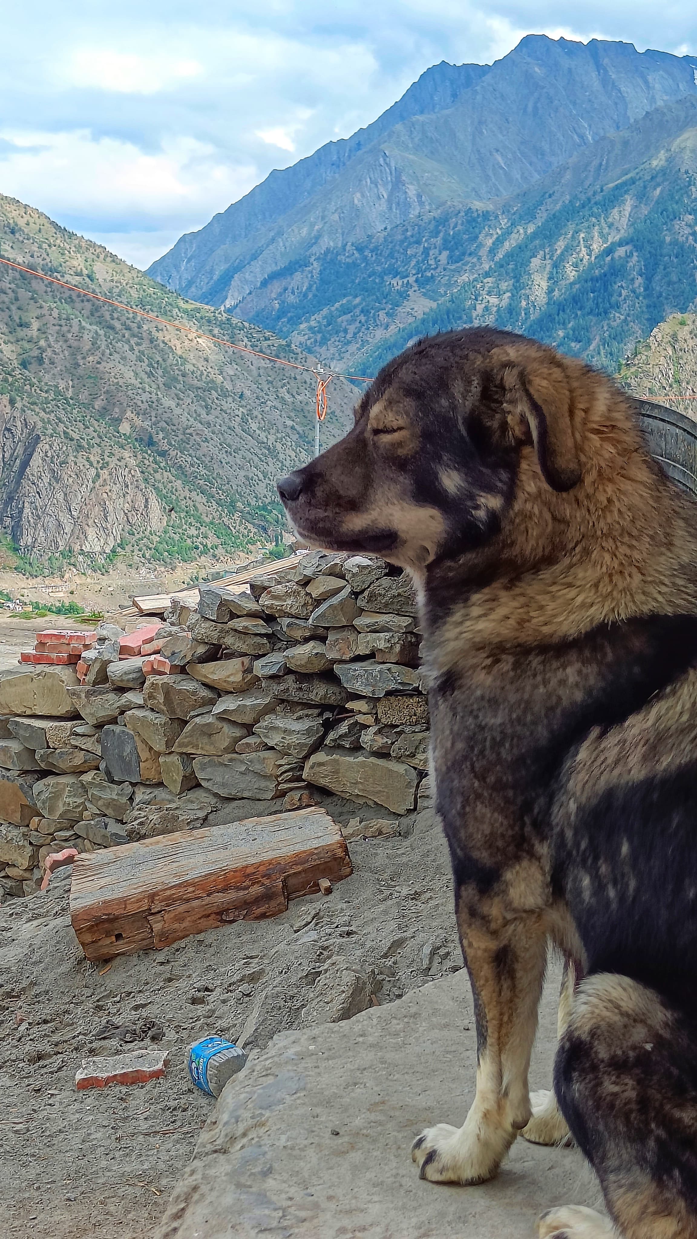 Dog in the mountains